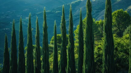Obraz premium Cypress (Cupressus): Evergreen cypresses, with their scale-like leaves and woody cones, are prevalent in warm areas and prized for their aromatic wood. 