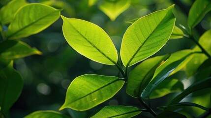 Obraz premium Rubber Tree (Hevea brasiliensis): Featuring broad leaves, the rubber tree is essential for producing natural rubber, which is utilized in a wide range of industrial and consumer products. 