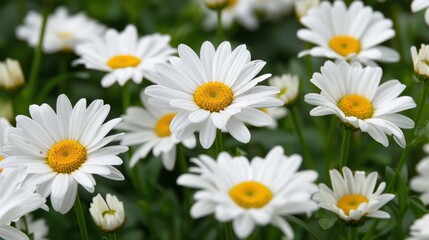 Fototapeta premium Daisy: Radiant and straightforward, daisies symbolize innocence and purity, commonly evoking warm memories of childhood and simpler, joyful moments. 