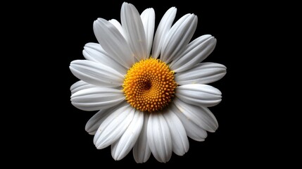 Obraz premium Daisy: With their pure and simple charm, daisies stand for innocence and purity, often bringing to mind nostalgic memories of carefree childhood days. 