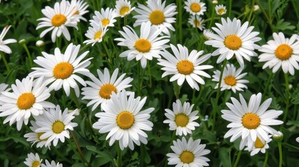 Fototapeta premium Daisy: Simple and bright, daisies symbolize innocence and purity, often evoking cherished childhood memories with their cheerful and timeless beauty. 