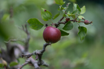Organic red apples growing in the summer orchard. Beautiful summer scenery of Latvia, Northern Europe.