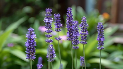 Obraz premium Lavender: Lavender’s fragrant and calming properties symbolize serenity, grace, and calmness, making it a favorite in aromatherapy for its soothing and relaxing effects. 