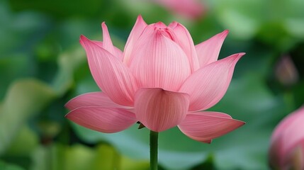 Lotus: Known for its sacred status in various cultures, the lotus symbolizes purity, enlightenment, and rebirth, closely associated with spiritual awakening and renewal.
