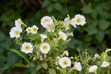 white flowers in the garden