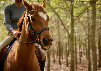 Obraz premium Person, horse and walk in forest, nature and adventure for training, wellness and health on vacation in summer. Jockey, equine animal or pet with smile, travel or holiday in woods, park or outdoor