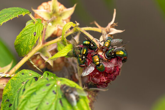 green bottle flies (Lucilia sericata) on a raspberry
