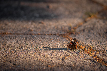 Butterfly Red Admiral on an asphalt road in the rays of the setting sun