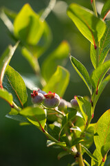 Beautiful summer scenery of Latvia, Northern Europe.