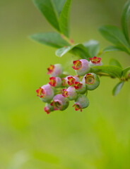 Beautiful summer scenery of Latvia, Northern Europe.