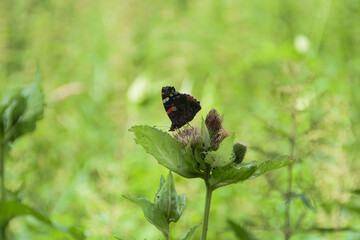 roter Admiral auf Pflanze