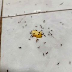 ants on dirt and bread crumbs on the floor, insect infestation in the kitchen