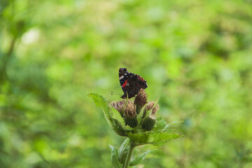 A butterfly called red admiral sitting on a plant