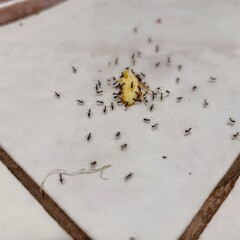 ants on dirt and bread crumbs on the floor, insect infestation in the kitchen