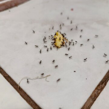 ants on dirt and bread crumbs on the floor, insect infestation in the kitchen