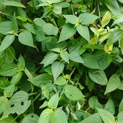 Laportea canadensis, commonly called Canada nettle or wood-nettle, is an annual or perennial herbaceous plant of the nettle family Urticaceae.