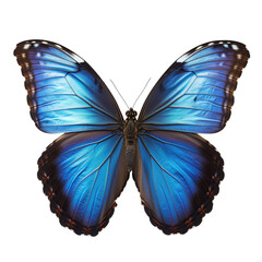 Obraz premium Perfect Pose Blue Morpho Butterfly transparent background