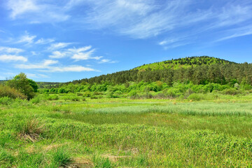 Green field of grass and perfect sky