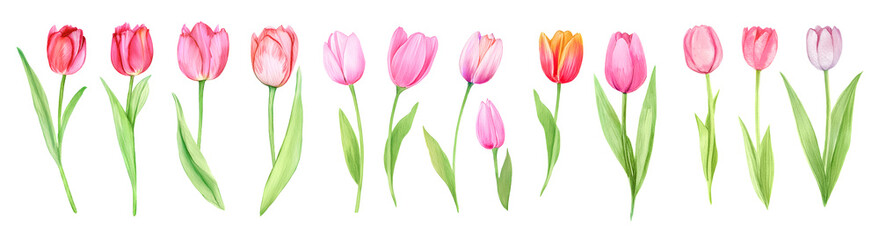 set of colorfull tulips  watercolors 