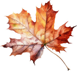 Fototapeta premium dry leaf in fall autumn leaves weather warm picnic vacation in park natural tree environment sadness aesthetic holidays oak golden outdoor red watercolor cilpart