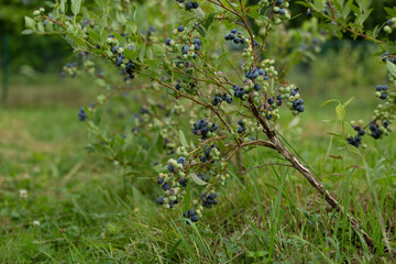 Healthy blueberry bush growing in the organic garden. Beautiful summer scenery of Latvia, Northern Europe.