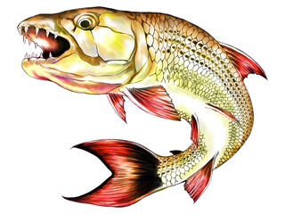 Illustration of tigerfish in traditional style