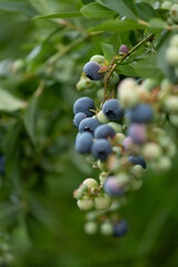 Healthy blueberry bush growing in the organic garden. Beautiful summer scenery of Latvia, Northern Europe.