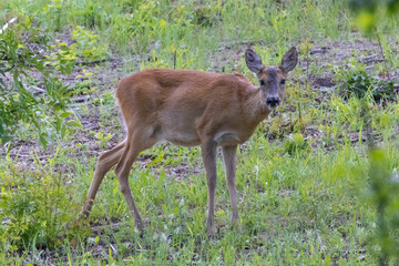 CAPRIOLO NELL'APPENNINO EMILIANO ROMAGNOLO