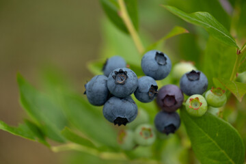 Close-up of organic blueberries in the garden. Beautiful summer scenery of Latvia, Northern Europe.