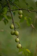 Green, unripe fruits of cherry plum tree. Beautiful summer scenery of Latvia, Northern Europe.