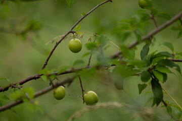 Green, unripe fruits of cherry plum tree. Beautiful summer scenery of Latvia, Northern Europe.