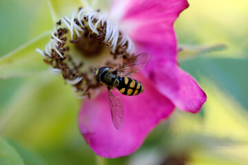 The bee collects nectar and pollinates the pink flower of wild rose and wild rose. taken in summer close-up
