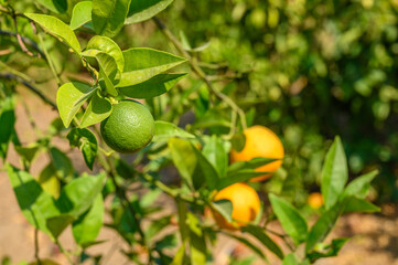 Oranges Growing On Trees In Farm.