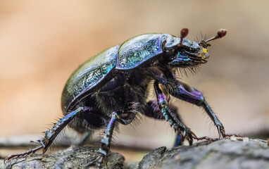 Dung beetle a dark blue scarab crawls in the forest. taken in summer, close-up, on a light background in a natural habitat