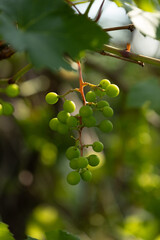 Green, unripe grapes growing in the garden. Beautiful summer scenery of Latvia, Northern Europe.