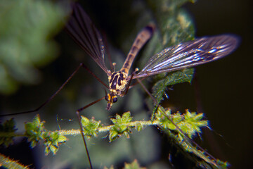 Chironomidae, a mosquito sitting on a green leaf with large red eyes , taken in close-up, against a dark background in a natural habitat
