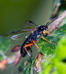 ichneumonidae horseman on a green leaf, taken in close-up, on a light background in a natural habitat