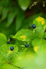 Dark blue herb Paris berries in the forest. Beautiful summer scenery of Latvia, Northern Europe.