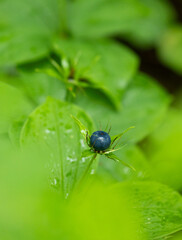 Dark blue herb Paris berries in the forest. Beautiful summer scenery of Latvia, Northern Europe.