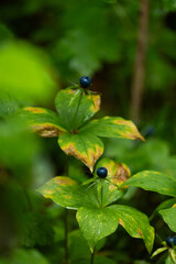 Dark blue herb Paris berries in the forest. Beautiful summer scenery of Latvia, Northern Europe.