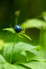 Dark blue herb Paris berries in the forest. Beautiful summer scenery of Latvia, Northern Europe.