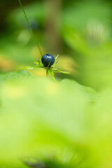 Dark blue herb Paris berries in the forest. Beautiful summer scenery of Latvia, Northern Europe.