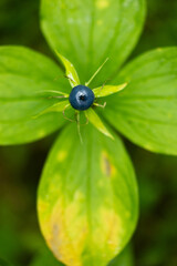 Dark blue herb Paris berries in the forest. Beautiful summer scenery of Latvia, Northern Europe.