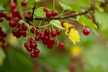 Organic red currant berries growing in a bush in a garden. Beautiful summer scenery of Latvia, Northern Europe.