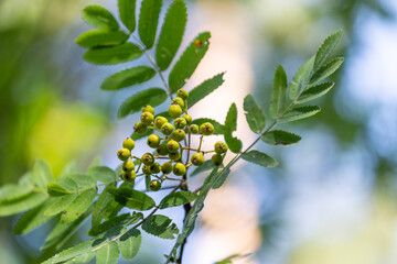 Unripe, green rowan tree berries in the forest. Beautiful summer scenery of Latvia, Northern Europe.