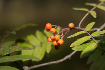 Ripe, orange rowan tree berries growing in the forest. Beautiful summer scenery of Latvia, Northern Europe.