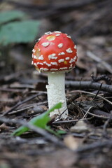 a small beautiful mushroom Amanita fly agaric with a red cap. taken in the forest, during the day, in autumn, close-up in the natural environment