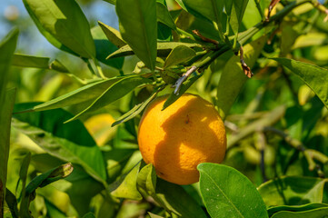 orange tree branches with ripe juicy fruits. natural fruit background outdoors.