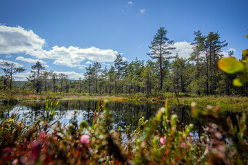 Small lake or swamp, north Sweden in summer.