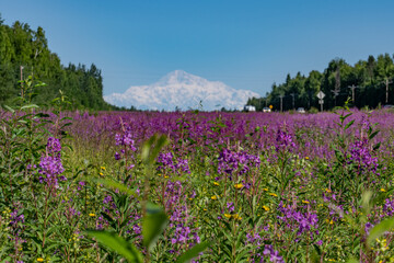  Chamaenerion angustifolium is a perennial herbaceous flowering plant in the willowherb family Onagraceae. fireweed, rosebay willowherb. Parks Hwy, Willow, Alaska. Denali is the highest mountain peak 